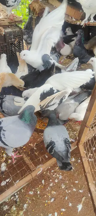 没地方养，杀肉35一只，观赏50一只