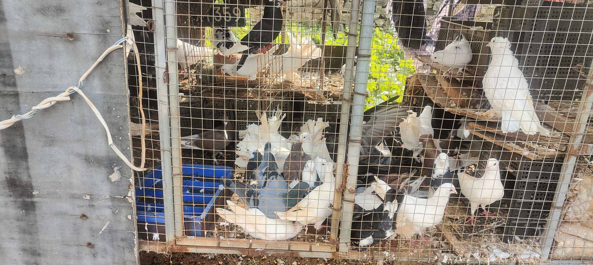 没地方养，杀肉35一只，观赏50一只