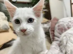 自家繁育的缅因，温柔的巨人，毛色好，聪明毛长，特别粘人，特别活泼可爱，能自主吃食，会用猫砂！有偿领养