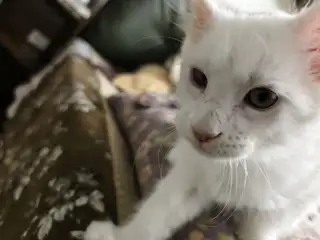 自家繁育的缅因，温柔的巨人，毛色好，聪明毛长，特别粘人，特别活泼可爱，能自主吃食，会用猫砂！有偿领养