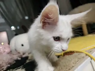 自家繁育的缅因，温柔的巨人，毛色好，聪明毛长，特别粘人，特别活泼可爱，能自主吃食，会用猫砂！有偿领养