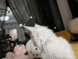 自家繁育的缅因，温柔的巨人，毛色好，聪明毛长，特别粘人，特别活泼可爱，能自主吃食，会用猫砂！有偿领养