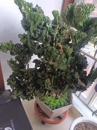 有没有要的，太大了，家里没地方放了，给两钱就行，东西在联华一号