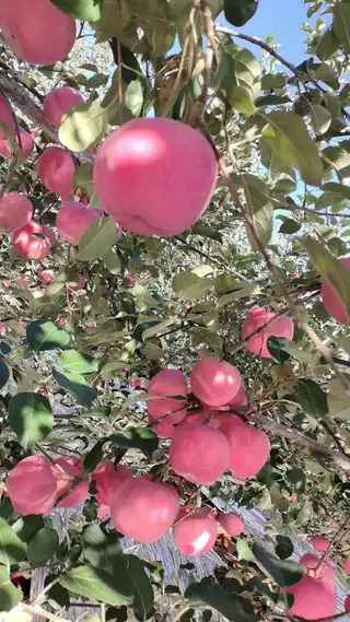 大连瓦房店自家苹果，新品种富士，好苹果5元一斤，口感嘎嘎好，吃一次就知道，带点毛病的10元4斤，口感