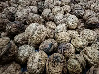 青皮大榛子 有需要联系 135****2113
