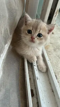 自家繁育的小猫，金渐层猫宝们，希望你有责任心，喜欢猫咪～ 实在养不了了，太多啦！ 喜欢联系我！ 15