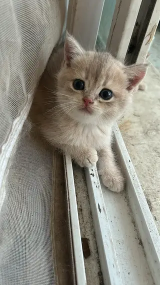 自家繁育的小猫，金渐层猫宝们，希望你有责任心，喜欢猫咪～ 实在养不了了，太多啦！ 喜欢联系我！ 15