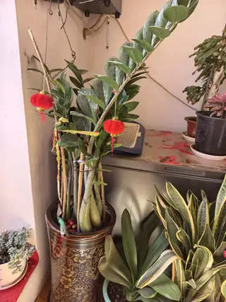 便宜处理几盆花，因为家里没地方放不下了，花在楼区新港小区自提，实物比图片好看