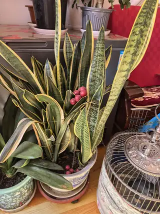 便宜处理几盆花，因为家里没地方放不下了，花在楼区新港小区自提，实物比图片好看