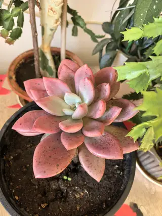 便宜处理几盆花，因为家里没地方放不下了，花在楼区新港小区自提，实物比图片好看