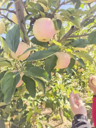 🍎【雀斑王林·雀斑美人苹果】 看着带雀斑，是苹果自带呼吸孔，不是坏果❗ 皮薄无蜡，果肉奶白脆嫩，一口