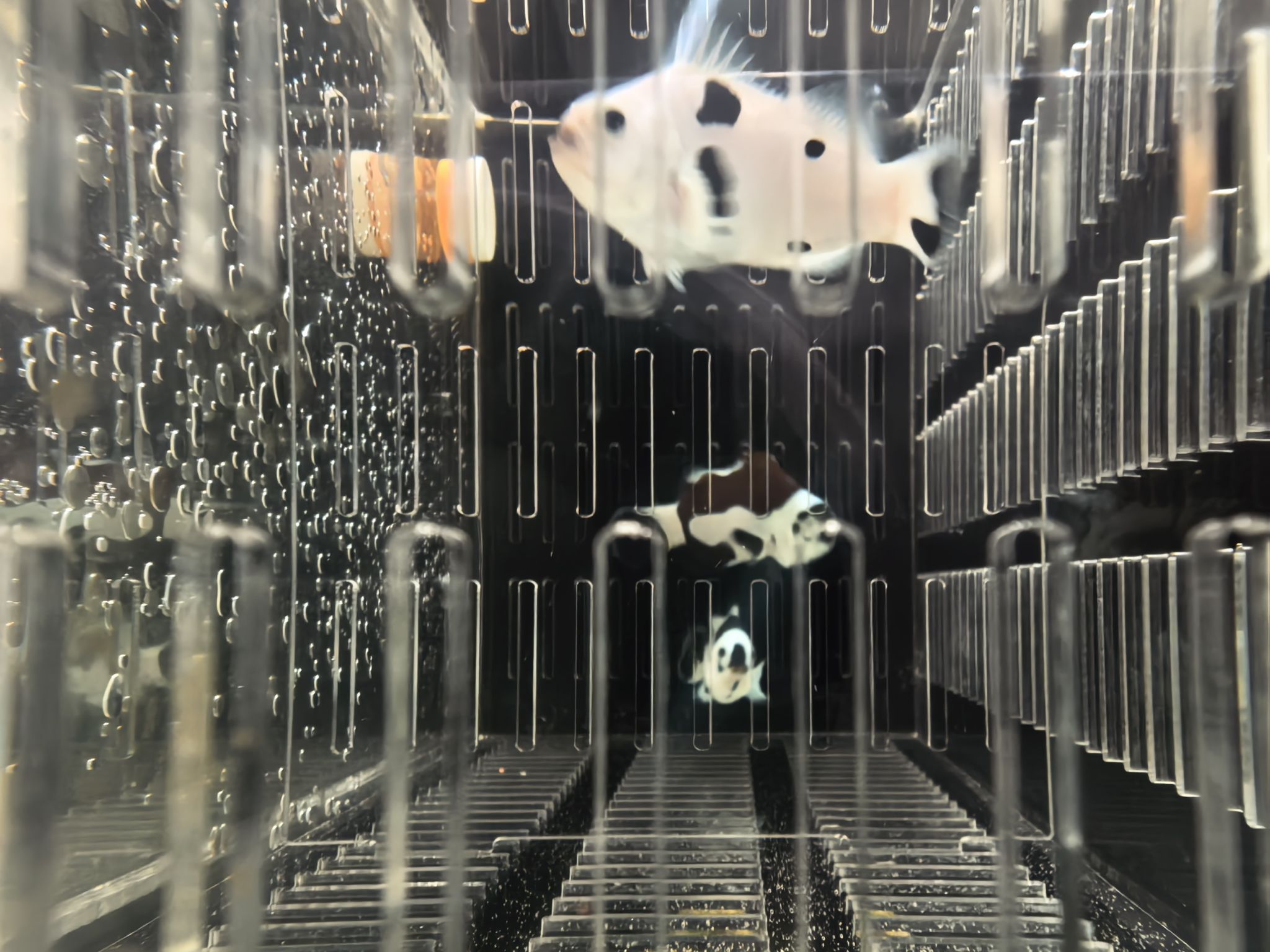 熊猫小丑鱼便宜出，尺寸5左右