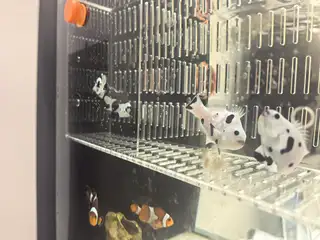 熊猫小丑鱼便宜出，尺寸5左右