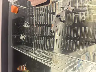 熊猫小丑鱼便宜出，尺寸5左右