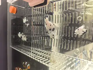 熊猫小丑鱼便宜出，尺寸5左右