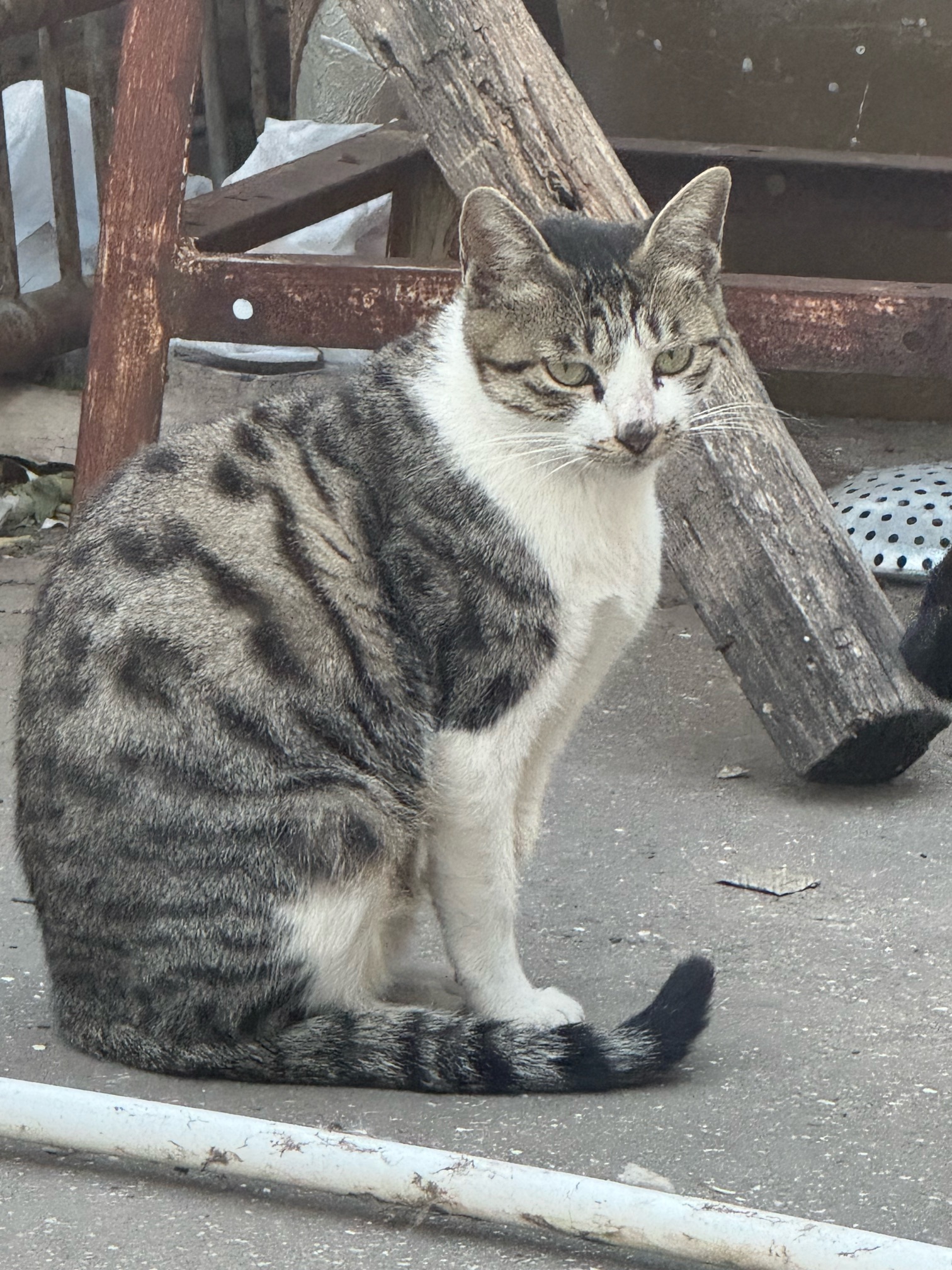 「长兴岛寻求领养」家附近流浪猫生了六个小猫，一个多月了，已经开始吃猫粮了，我家也准备搬家了，以后照顾