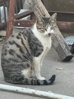 「长兴岛寻求领养」家附近流浪猫生了六个小猫，一个多月了，已经开始吃猫粮了，我家也准备搬家了，以后照顾