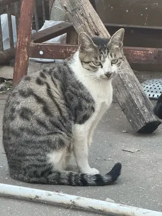 「长兴岛寻求领养」家附近流浪猫生了六个小猫，一个多月了，已经开始吃猫粮了，我家也准备搬家了，以后照顾