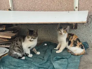 「长兴岛寻求领养」家附近流浪猫生了六个小猫，一个多月了，已经开始吃猫粮了，我家也准备搬家了，以后照顾