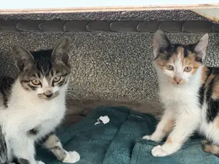 「长兴岛寻求领养」家附近流浪猫生了六个小猫，一个多月了，已经开始吃猫粮了，我家也准备搬家了，以后照顾