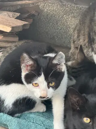 「长兴岛寻求领养」家附近流浪猫生了六个小猫，一个多月了，已经开始吃猫粮了，我家也准备搬家了，以后照顾