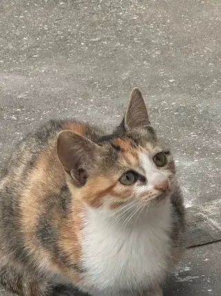 「长兴岛寻求领养」家附近流浪猫生了六个小猫，一个多月了，已经开始吃猫粮了，我家也准备搬家了，以后照顾