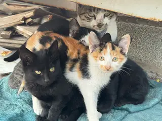 「长兴岛寻求领养」家附近流浪猫生了六个小猫，一个多月了，已经开始吃猫粮了，我家也准备搬家了，以后照顾