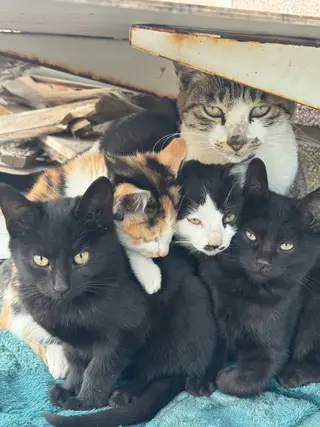 「长兴岛寻求领养」家附近流浪猫生了六个小猫，一个多月了，已经开始吃猫粮了，我家也准备搬家了，以后照顾